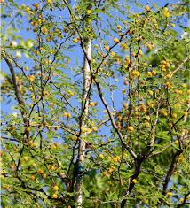 Image result for Acacia farnesiana