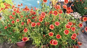 Growing Gaillardia N Tricks To Get Maximum Flowers Youtube