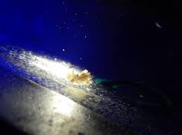 Image result for Bergia salaria