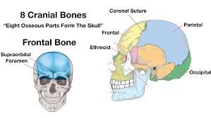 In this video we discuss the locations of the bones of the skull and label them. Skull Anatomy Cranial Bone And Suture Labeled Diagram Names Mnemonic Ezmed