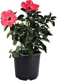 Luna red hardy hibiscus plant (rose mallow) price: Amazon Com American Plant Exchange Hibiscus Live Plant 3 Gallon Pink Bloom Patio Lawn Garden
