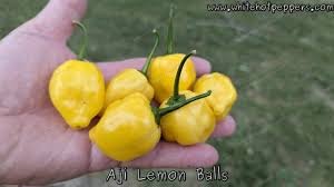 Image result for Capsicum baccatum