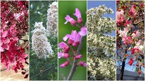 There is a variety to brighten any season. Top 5 Trees For Spring Flowers
