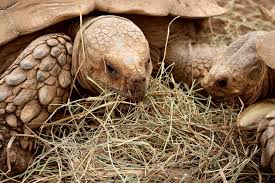Image result for Grewia sulcata
