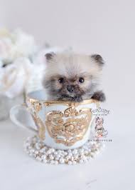We did not find results for: Mini Teacup Pomeranian Puppy Pasteurinstituteindia Com