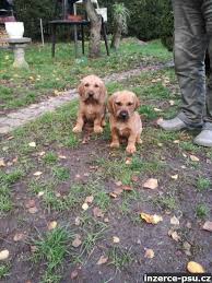 Image result for štýrský brakýř