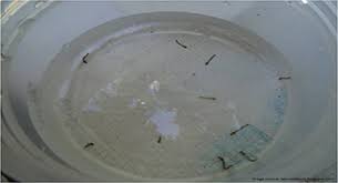 Jentik hidup di air dan memiliki perilaku mendekat atau menggantung pada permukaan air untuk bernapas. Kementerian Kesehatan Republik Indonesia