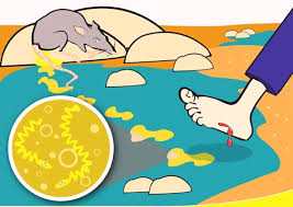 Jadi, kena ambil tahu simptom penyakit kencing tikus yang sangat bahaya ni! Jangan Mandi Air Terjun Jika Cuaca Sejuk Eintan Nurfuzie Lifestyle Beauty Travel Tips Rawatan Kucing Review