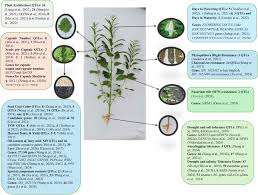 Image result for Sesamum calycinum