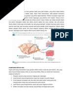 Aktivitas di lengkung reflex dimulai di reseptor sensorik, berupa potensial reseptor yang besarnya sebanding dengan kuat rangsang. Lengkung Refleks