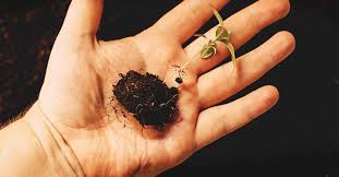 Image result for tomato seedling damping off