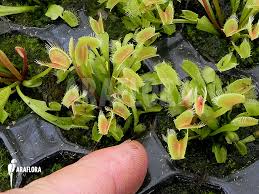 Giant venus fly trap images. Araflora Exotic Flora More Venus Flytrap Dionaea Muscipula Low Giant