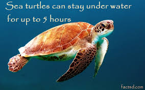 Image result for unknown facts about animals