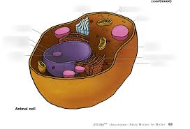 Animal cell quizlet with pictures. Formative Assessment Animal Cell Diagram Quizlet