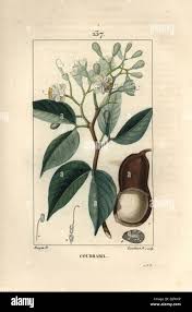 Image result for Hymenaea