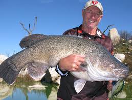Modern warfare that was released. 2017 Jackall Copeton Cod Classic Bingara