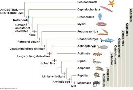 Chordate Phylum Phylogeny Biological Anthropology