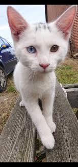 What would be a good name for this cat?"