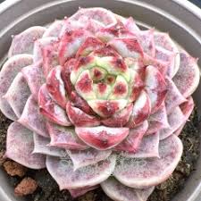 Image result for Monadenium rugosum