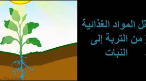 أهمية الماء للنبات Youtube