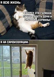 Я всю жизнь: - Нафиг эти гулянки, лучше сидеть дома и смотреть сериалы. Я  на самоизоляции: - коронавирус, котоматрица, коты | Demotos.ru