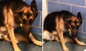 We did not find results for: Animal Cruelty Heartbreaking Video Shows German Shepherd Suffering Nervous Breakdown Nature News Express Co Uk