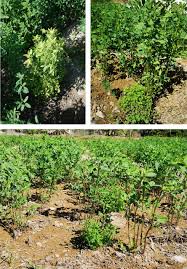 Image result for Loudetia kagerensis