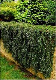 cotoneaster procumbens streib s findling cotoneaster microphyllus streib s findling irga plozaca streib s findling foto sadzonki sprzedaz cena c tuin ideeen