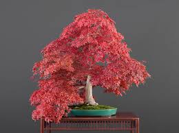 Help My Bonsai Is Dying Bonsai Empire