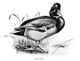 Black And White Domestic Duck Species Mallard Duck Vintage Illustration Ilustraciones Fuerte Impresionismo