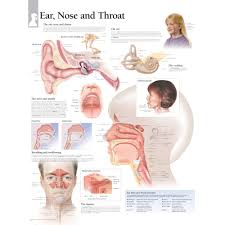 Ear Nose And Throat Chart