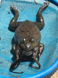 Keep frogs out of your pool by installing a frog fence along the bottom of your pool fence. Opened My Pool Saw A Huge Bullfrog Swimming In The Water I Had Been Saving Chipmunks From Drowning All Week Because They Weren T Used To The Pool Cover Being Off Came Back