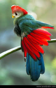Pin On Aves Formidables