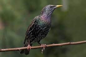 See more ideas about starling, beautiful birds, birds. The European Starling Facts Photos More Terminix
