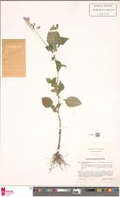 Image result for Rinorea brachypetala