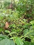 Image result for Acalypha welwitschiana