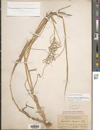 Image result for Leptochloa uniflora