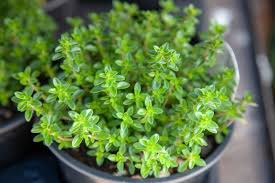 These bushes are very rare, and most of the time, they don't give you a big quantity. 7 Impressive Plants That Repel Ants And What Attracts Them The Practical Planter