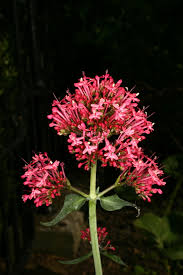 Image result for Valeriana rubra