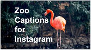 134 Instagram Captions For The Zoo Instagram Captions Zoo Pictures Instagram Captions For Pictures