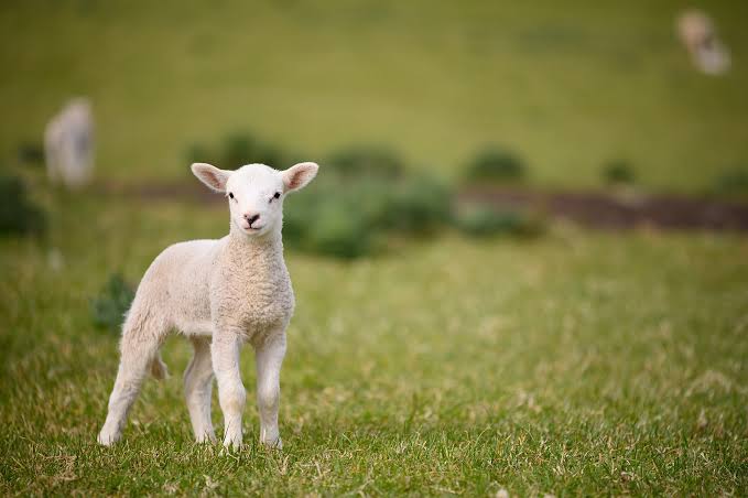 How to Raise Lambs: Bummer Lamb Care – Mother Earth News