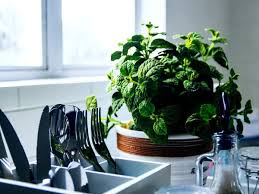 Maybe you would like to learn more about one of these? Culinary Indian Herbs That You Can Grow In Your Kitchen Most Searched Products Times Of India