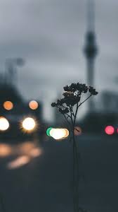 Cep telefonu i̇ncelemeleri, bilişim ve teknoloji haberleri chip online'da! Duvar Kagidi Telefon Cicekli Manzara