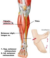 Shin splints has halted most runners at some point, and can be heartbreaking for runners who have just started to get going when that familiar pain makes an appearance and risks our racing schedule. Running Technique 3 Reasons Why Runners Develop Shin Splints And 7 Ways To Fix Them Mountain Ridge Physical Therapy