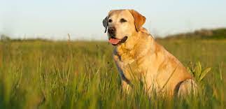 Please take a look at our adorable puppies for sale and let us know if you see any that may be of interest to you. Yellow Labrador Retriever Puppies For Sale Greenfield Puppies