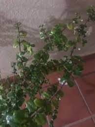 Image result for Malpighia coccigera