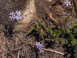 Image result for Pentanisia