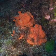 Image result for Crambe kilimandscharica