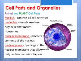 The nuclear membrane is comprised of two phospholipid bilayers. The Nucleus And Cell Functions Ppt Download