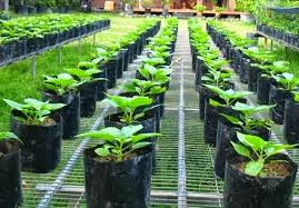 Tanaman hortikultura yang paling menguntungkan bagi petani indonesia. 7 Usaha Agribisnis Paling Menguntungkan Di Indonesia Tabloid Peluang Usaha